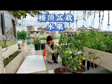 頂樓適合種什麼|【頂樓植物推薦】頂樓陽台必種植栽：50款超好種又省。